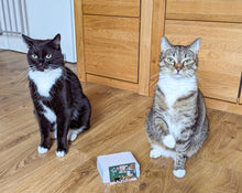 Lade das Bild in den Galerie-Viewer, Emaille Pin - Mister Paws und Baloo - Katzen Minipin - Einzeln oder als Set für zwei - Special Edition - Filler Pin