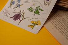 Lade das Bild in den Galerie-Viewer, Stickerbogen - Blumen im Frühling - Schneeglöckchen, Krokusse, Osterglocken - Bullet Journal - Eigene Illustrationen