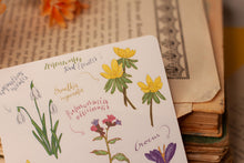 Lade das Bild in den Galerie-Viewer, Stickerbogen - Blumen im Frühling - Schneeglöckchen, Krokusse, Osterglocken - Bullet Journal - Eigene Illustrationen
