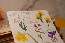 Lade das Bild in den Galerie-Viewer, Stickerbogen - Blumen im Frühling - Schneeglöckchen, Krokusse, Osterglocken - Bullet Journal - Eigene Illustrationen
