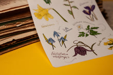 Lade das Bild in den Galerie-Viewer, Stickerbogen - Blumen im Frühling - Schneeglöckchen, Krokusse, Osterglocken - Bullet Journal - Eigene Illustrationen
