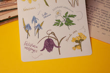 Lade das Bild in den Galerie-Viewer, Stickerbogen - Blumen im Frühling - Schneeglöckchen, Krokusse, Osterglocken - Bullet Journal - Eigene Illustrationen
